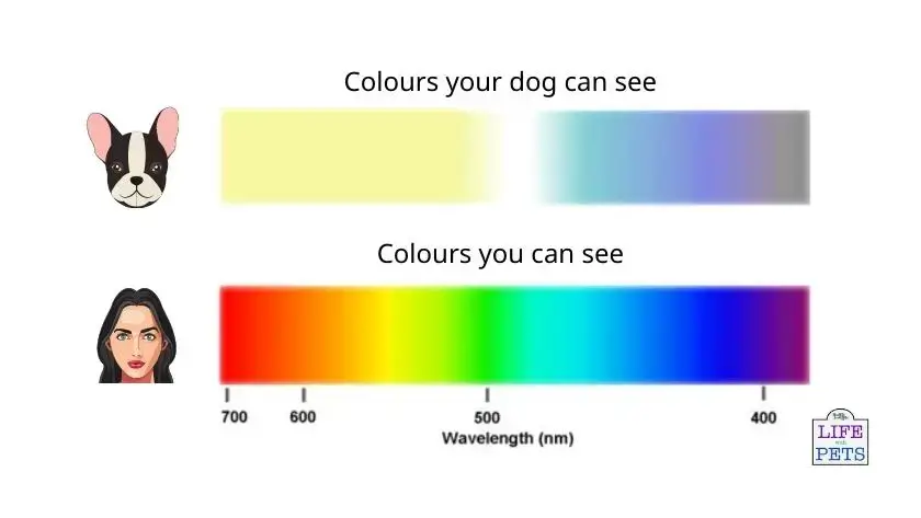 colours dogs can see compared to humans