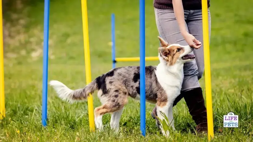 dog agility poles in yellow and blue improve your dogs abilities