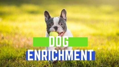 dog enrichment 1