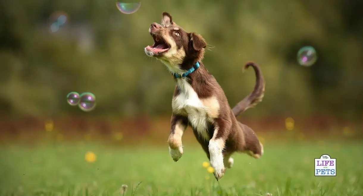 How To Make Edible Bubbles For Dogs