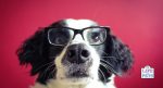 dog vision do you see what i see