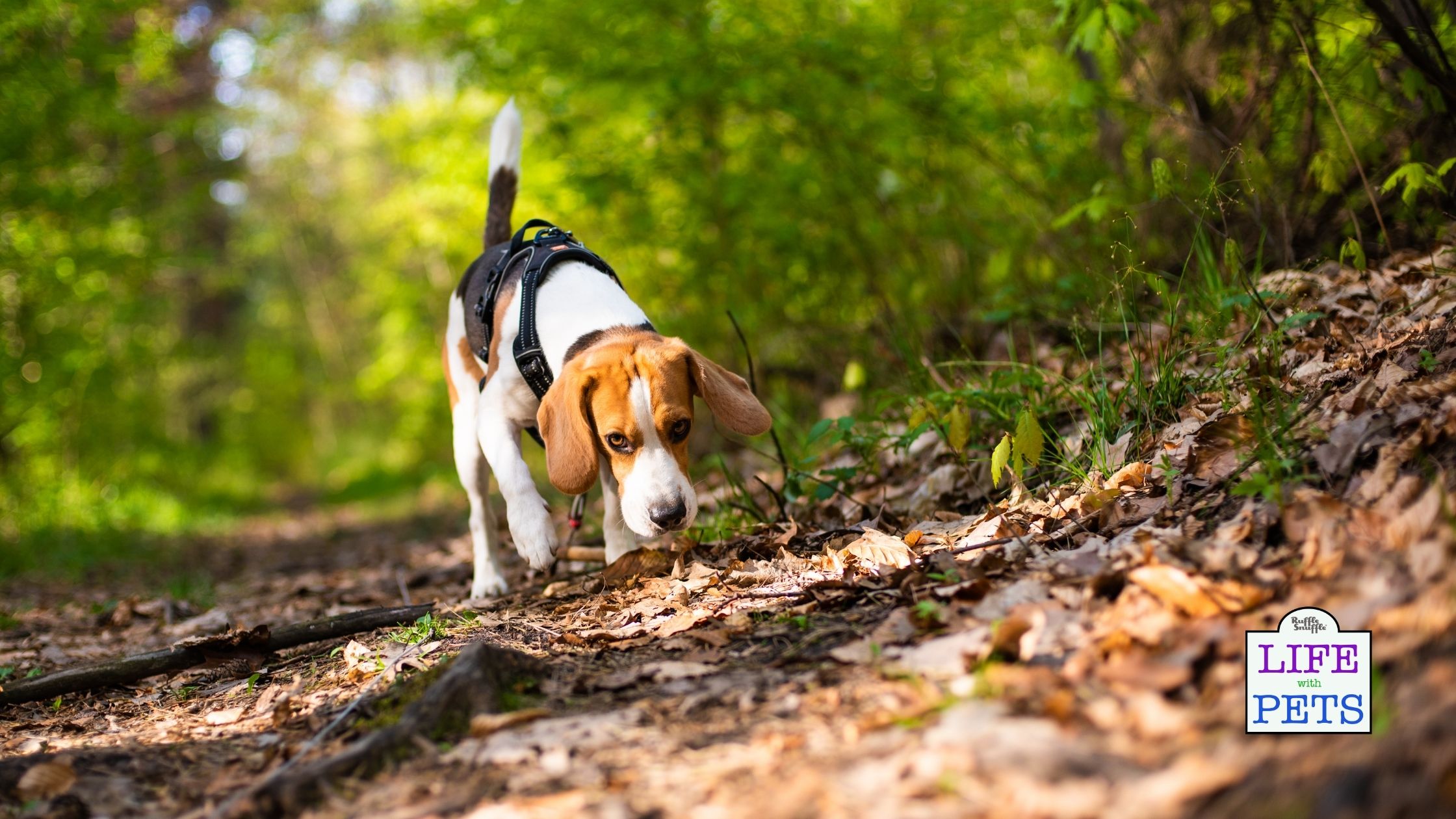 exercise for dog with heart murmur