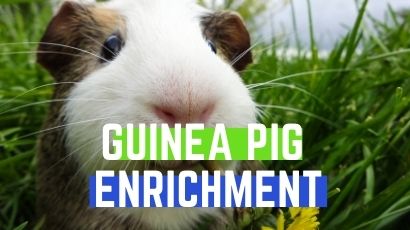 guinea pig enrichment 1