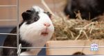 guinea pig enrichment guide