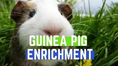 guinea pig enrichment