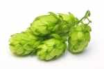 hops