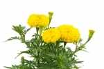 marigold