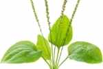 plantain