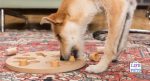 puzzle toys are they worth it