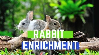 rabbit enrichment