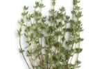 thyme