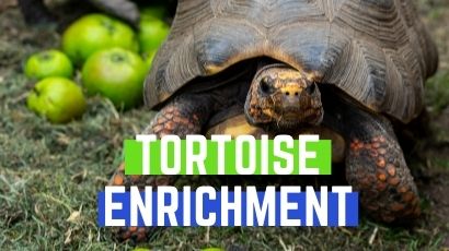 tortoise enrichment 1