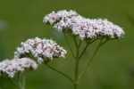 valerian