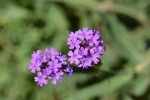 vervain