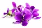 violets