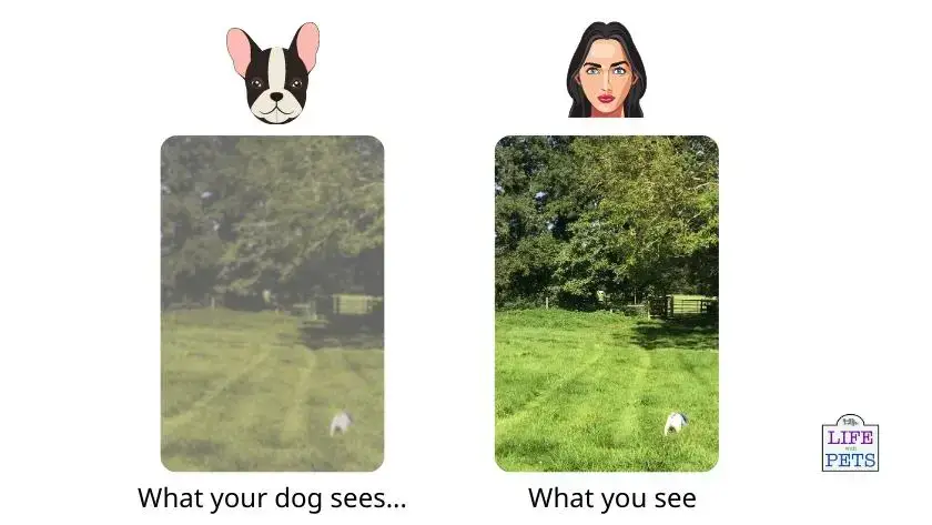visual acuity in dog compared to human simulation side by side