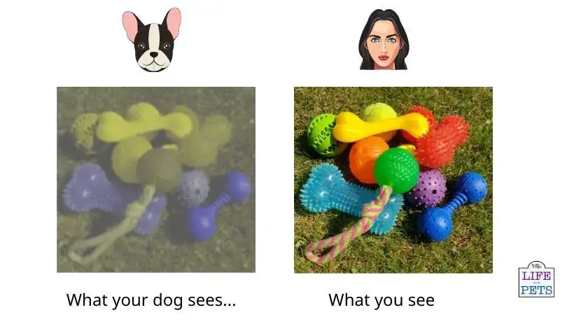 what dog toy colours look like to dogs side by side comparison 1