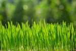 wheatgrass