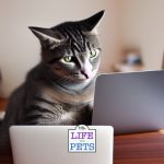 why do cats like watching videos of cats and birds and mice 1