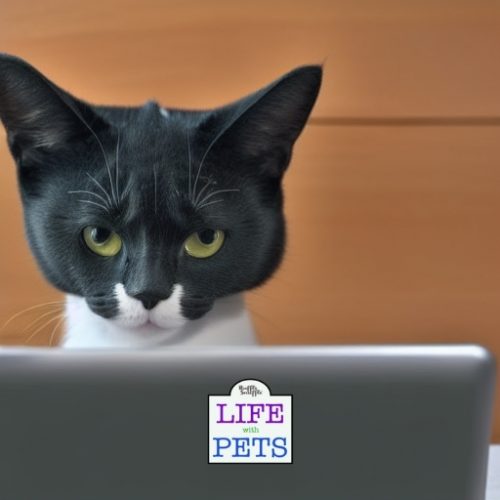 7 Videos Your Cat Will Want To Watch (No 3 Is Our Favourite) • 2024