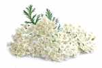 yarrow