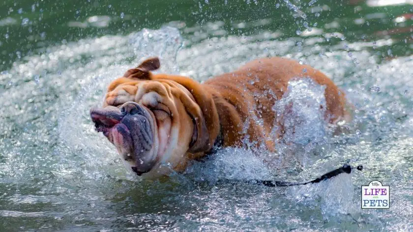 National Bulldogs Are Beautiful Day: the Cute and Lovable Breed : 21st April 3 1