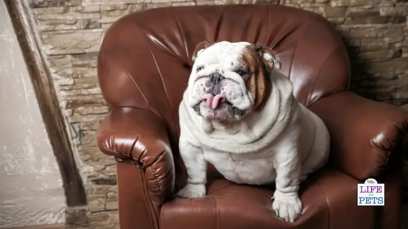 National Bulldogs Are Beautiful Day: the Cute and Lovable Breed : 21st April 4 1