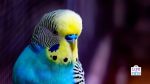 Copy of budgie enrichment ideas