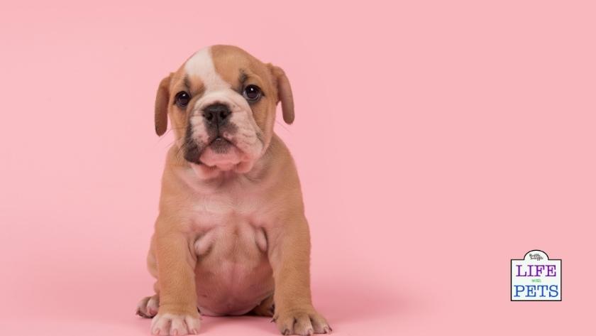 Girl Puppy Name Generator Life with Pets by Ruffle Snuffle girl puppy name generator