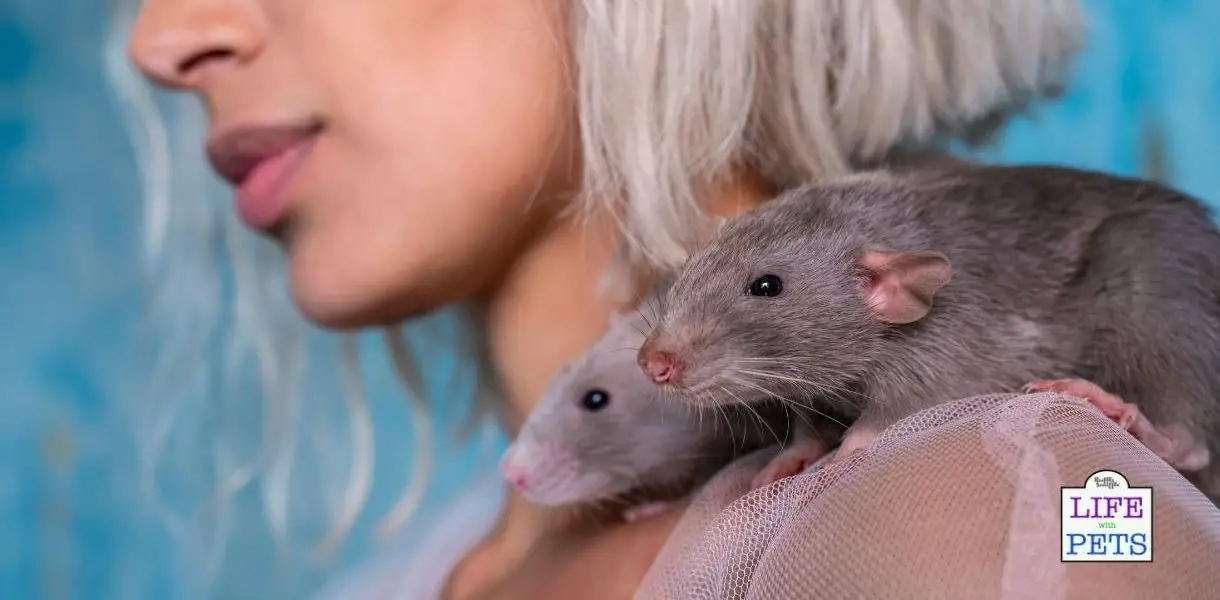 Rat Cage Ideas Cleaning, Feeding, Toys and Enrichment Activities