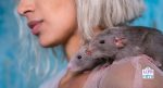 Life with Pets rat enrichment ideas 30
