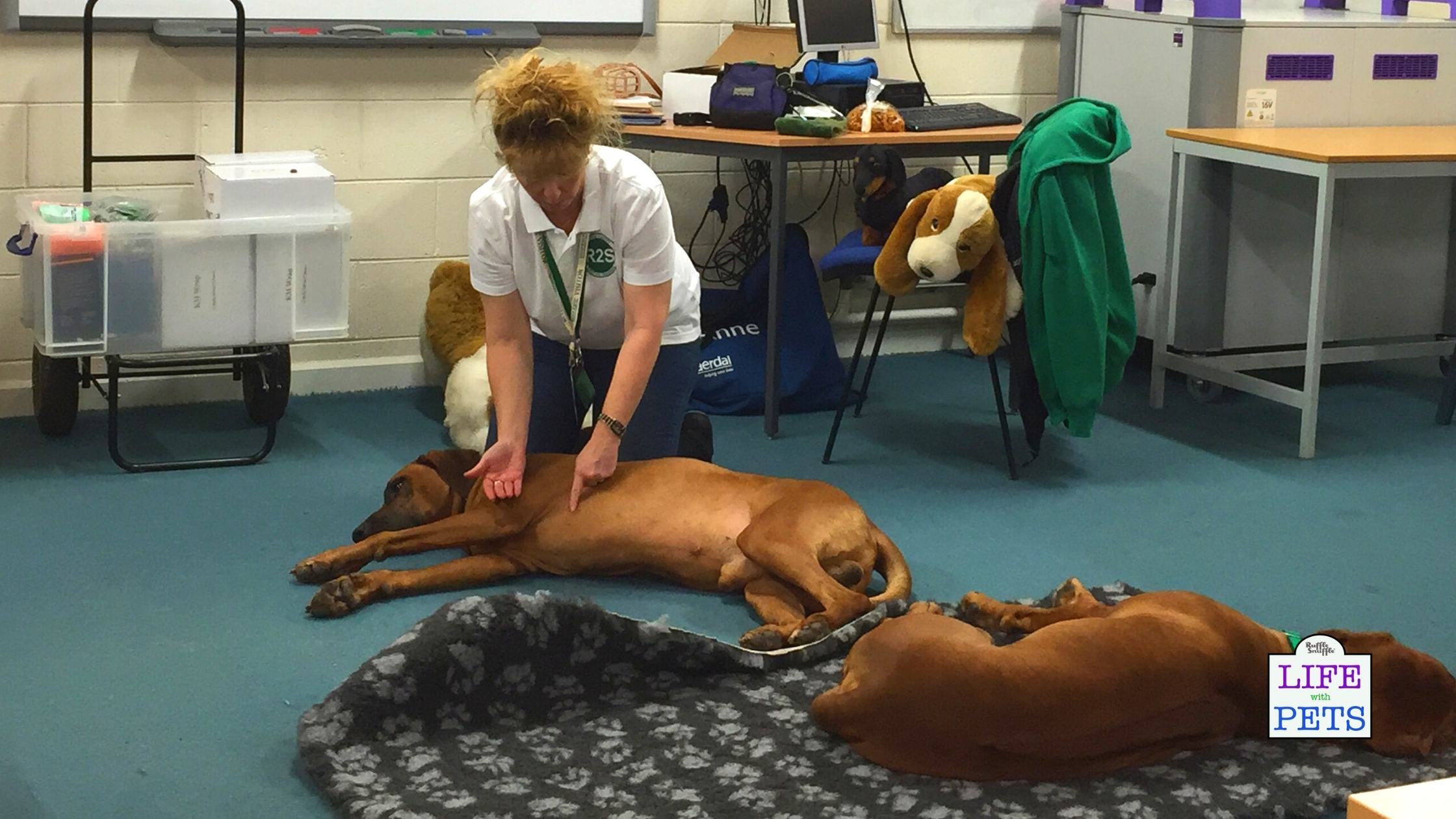 PET FIRST AID