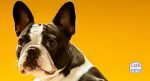 Using Enrichment to Calm an Anxious Dog