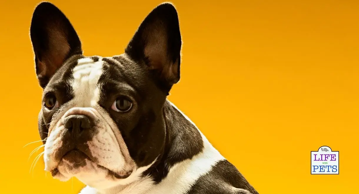 Using Enrichment to Calm an Anxious Dog