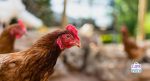 chicken enrichment