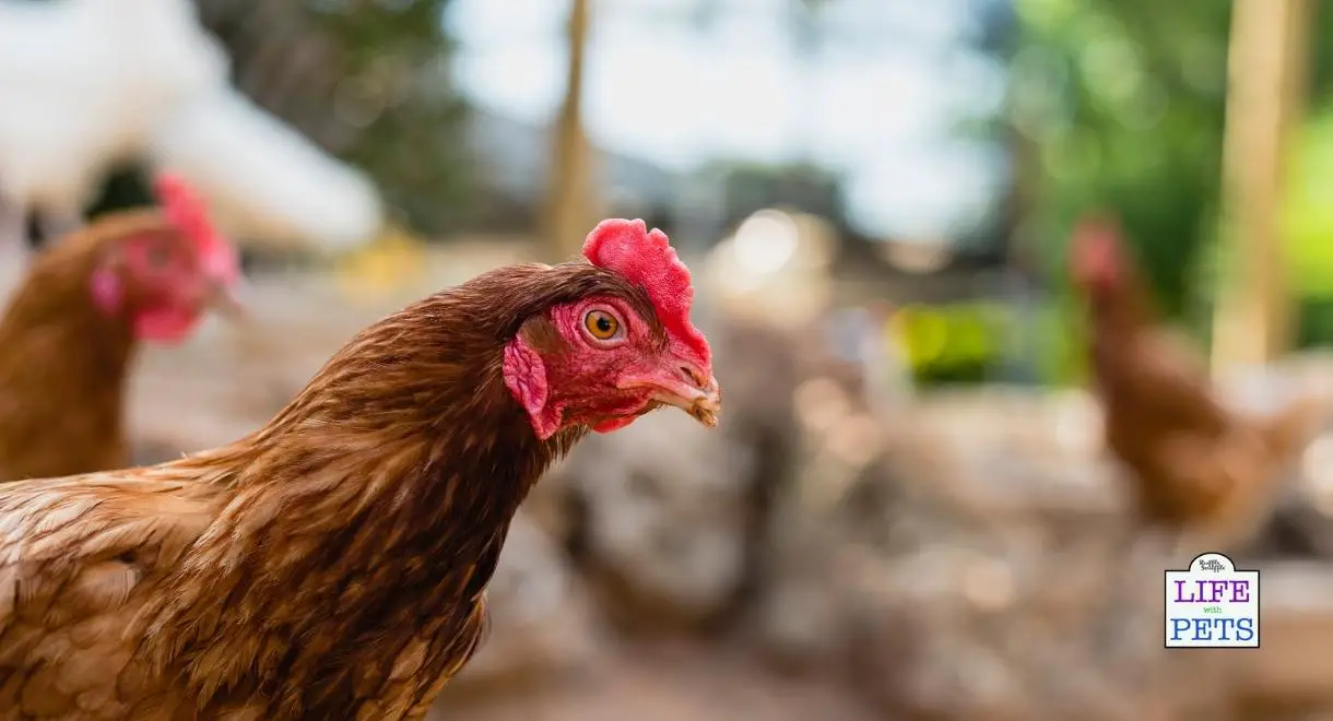 chicken enrichment