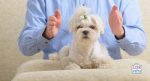 dog reiki healing therapy