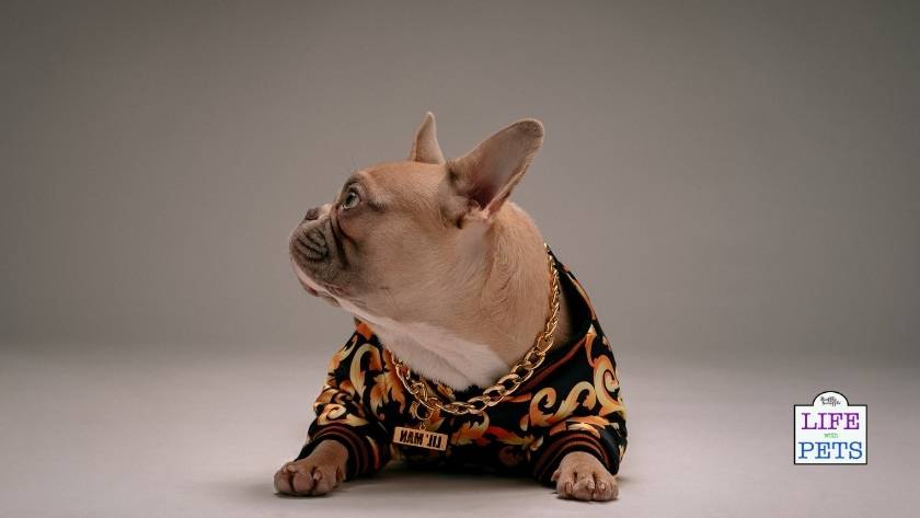 find the perfect pet name 1