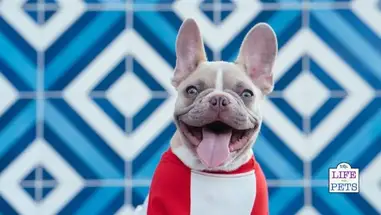 50 Marvellous Dog Names Beginning With M