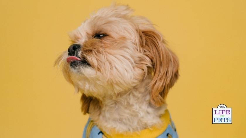 find the perfect pet name 12