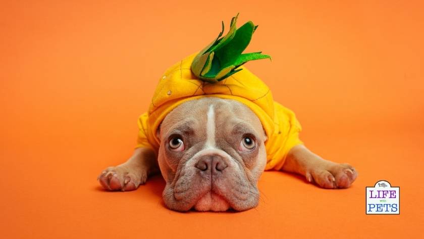 find the perfect pet name 14