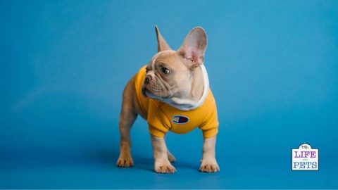 50 Jolly Dog Names Beginning With J • 2022 Ruffle Snuffle