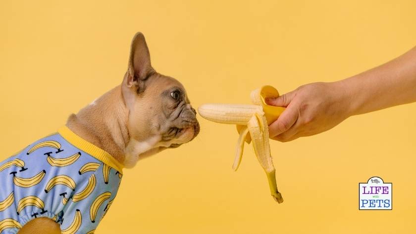 find the perfect pet name 18