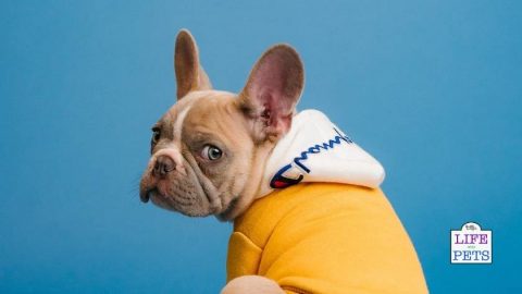 50 Zany Dog Names Beginning With Z