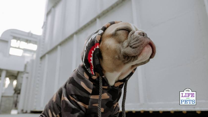 find the perfect pet name 2