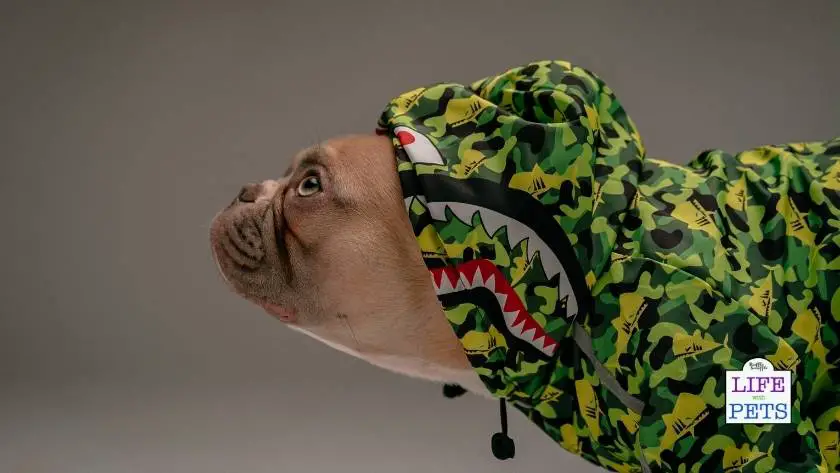 find the perfect pet name 21