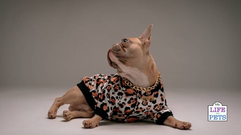 find the perfect pet name 22