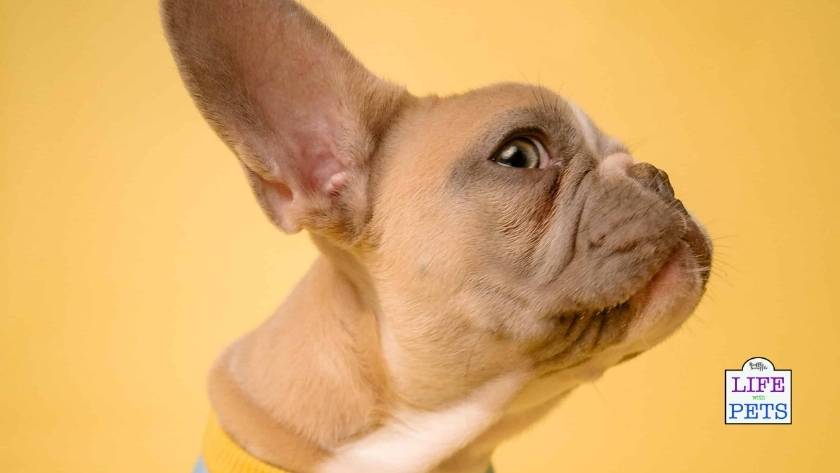 find the perfect pet name 23