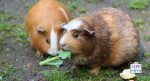 guinea pig enrichment guide 3