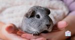 guinea pig enrichment guide 4